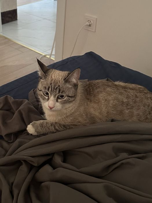 Кошку в добрые руки