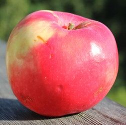 Pomi Fructiferi deosebiti  mar red melba