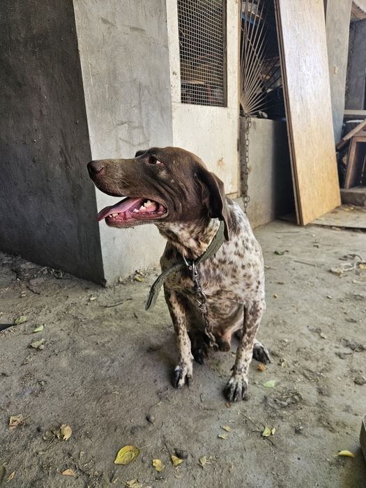 Курцхар кабель полный рабочый