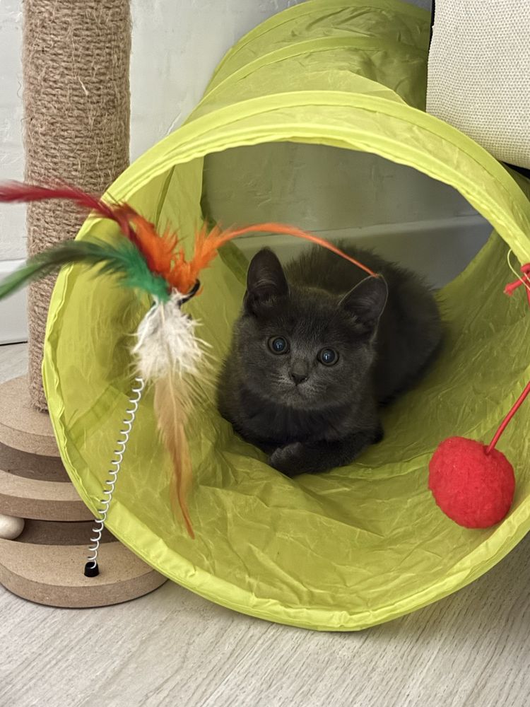 Котенок девочка, 2 месяцев