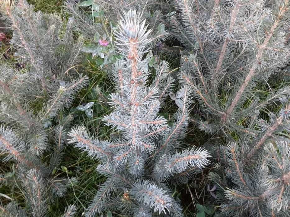 Pachet 50 buc. puieti molid argintiu 4 ani-Picea Pungens Glauca Kaibab