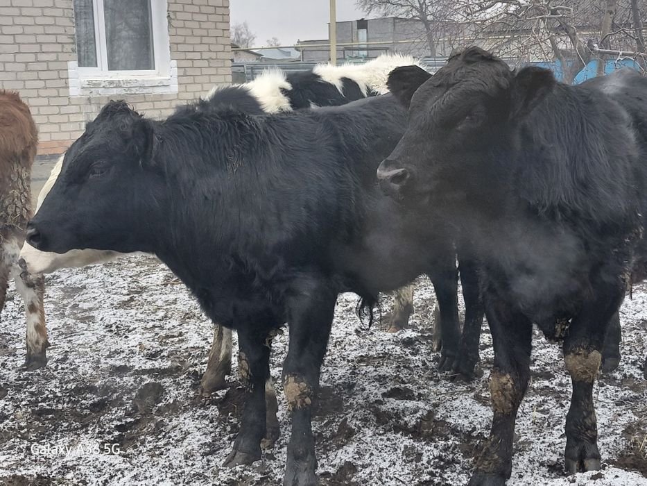 Продам бычков! В