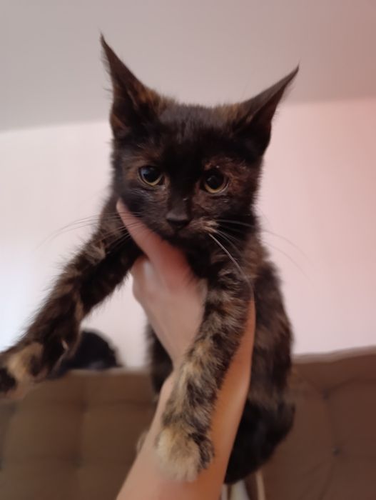 Pui de pisica adorabil