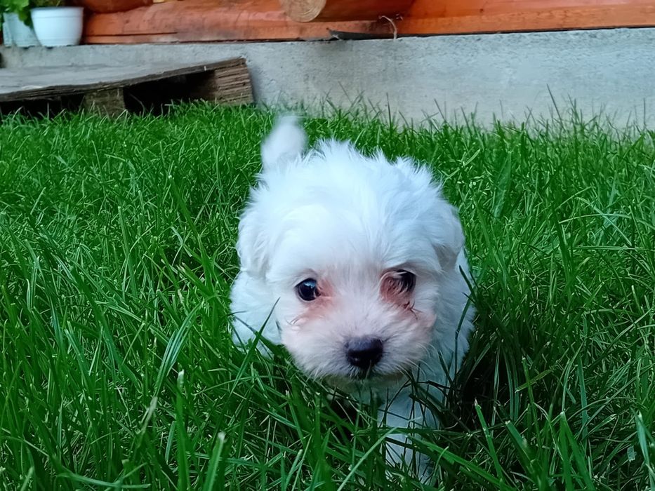 Bichon (Bison) maltez/ maltesse miny