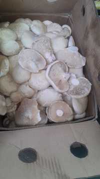 Степной грибы хороши чистый природные доставка по городу бесплатно