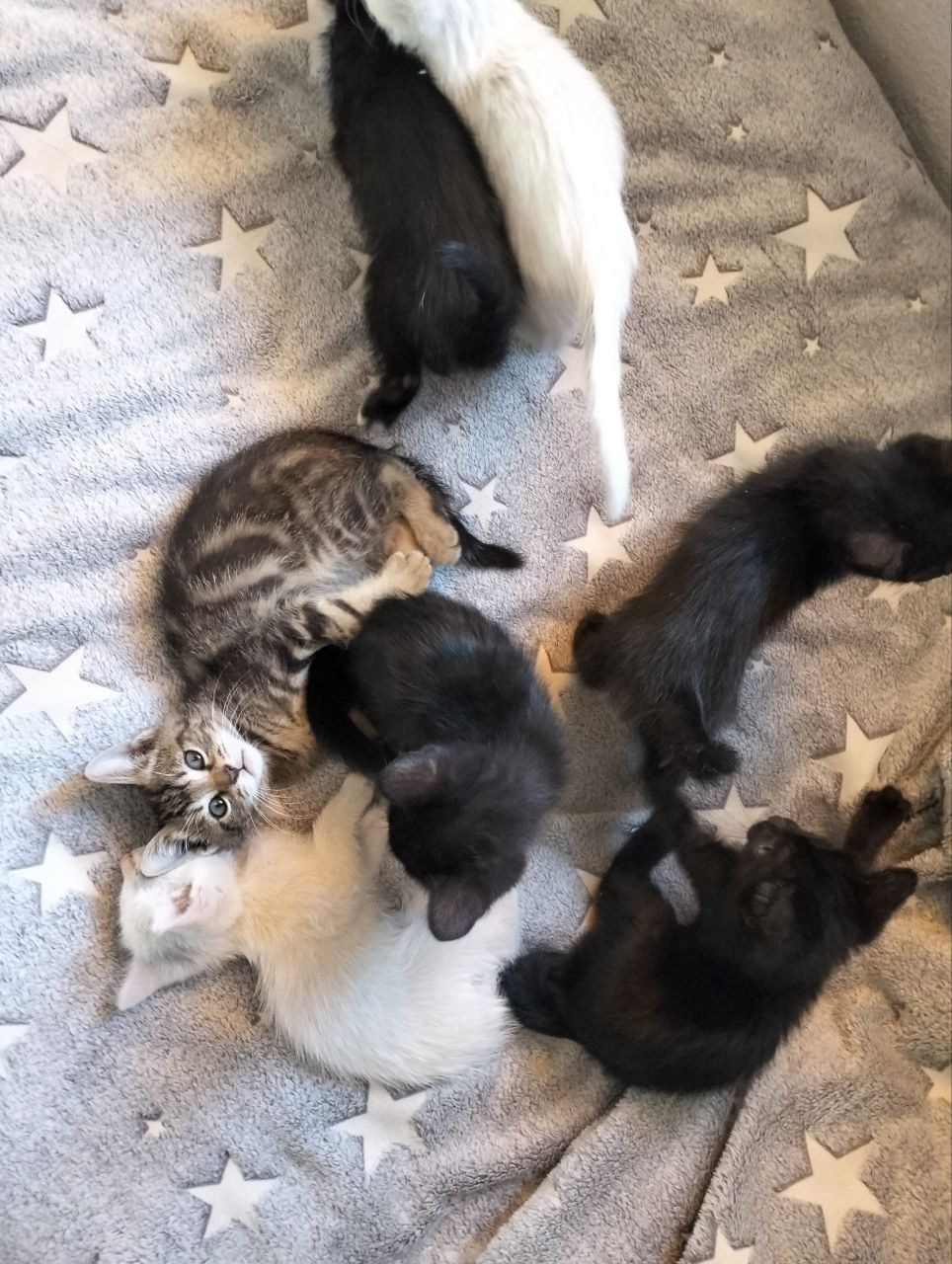 Котята бесплатно