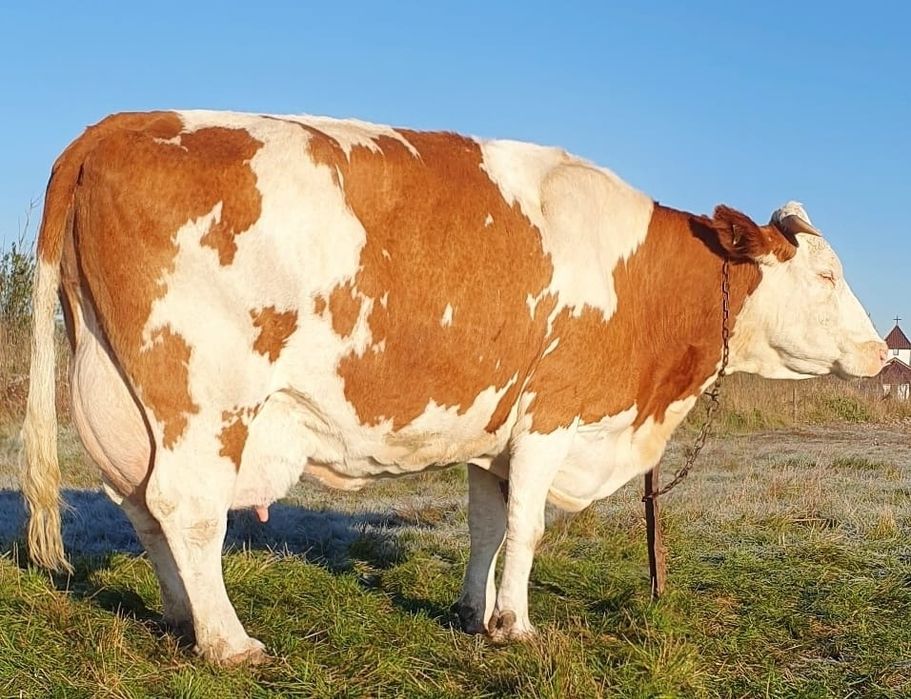 De vânzare vacă balțată românească fătată recent