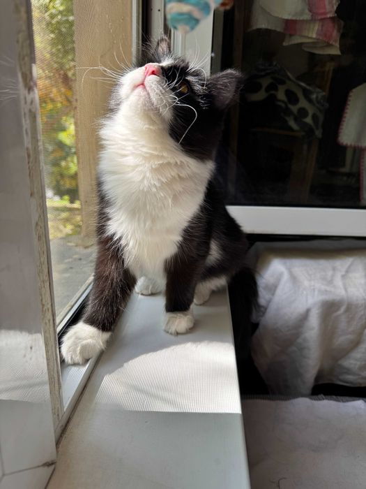 Котёнок котик кошка Ташкент отдам в добрые руки даром ищет дом