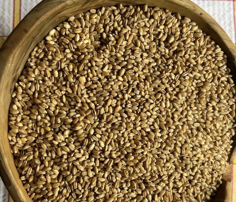 Vând grâu în Comuna Curtișoara