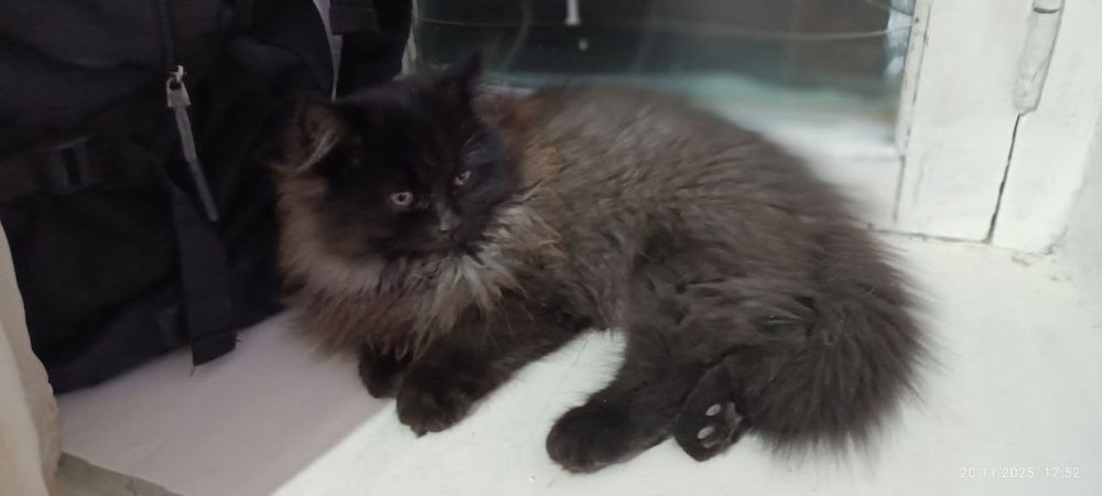 Продаётся котенок скоттиш страйт