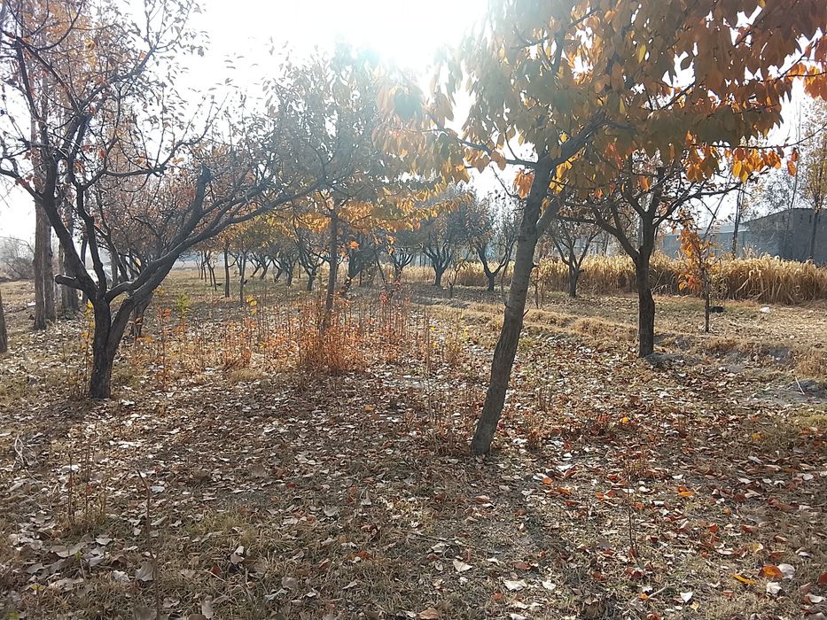 Bogʻ 15 sotix olma va gilos daraxtlari bor