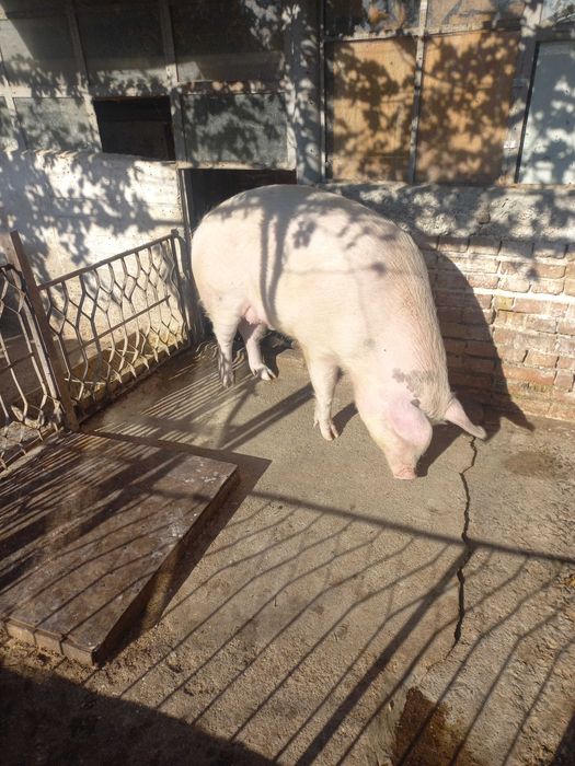 Прасе домашно отгледано