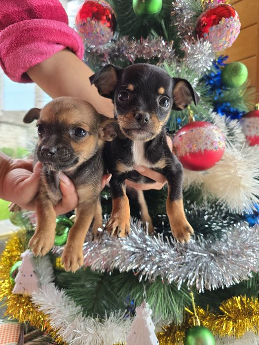 Мини чиху пинчери