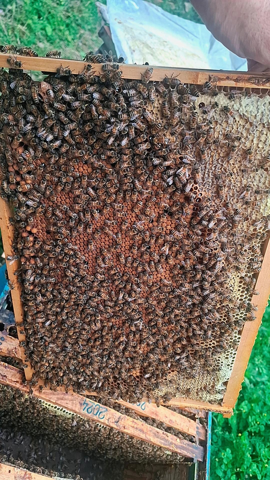 Vand 40 famili de albine!