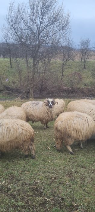 Mior de vanzare mai multe detalii la telefon