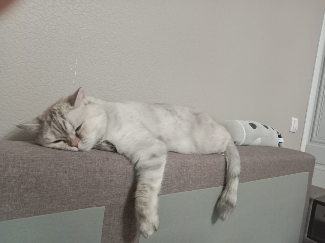 Отдам бесплатно кошку в добрые руки