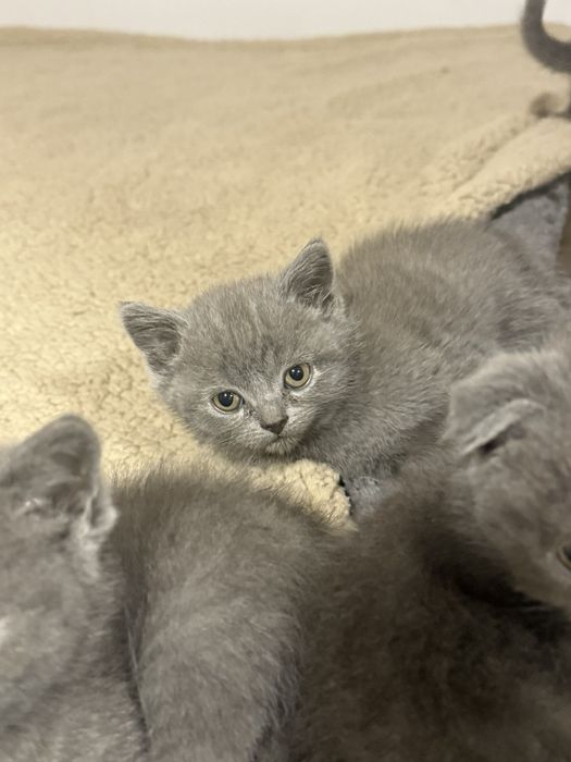 Британска късокосместа