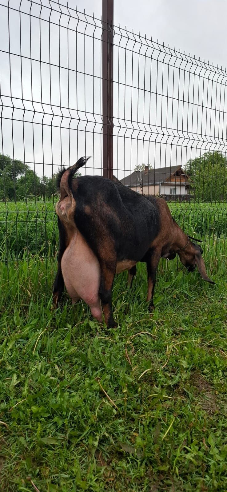 Anglonubiana 2 ani si 3 luni a 2 fatare