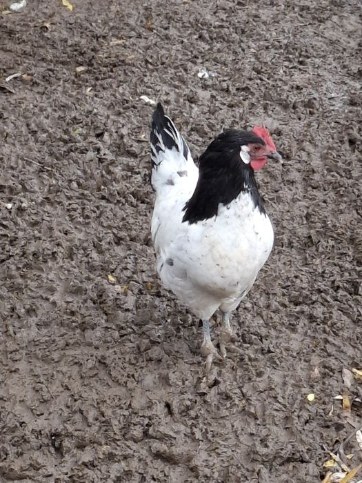 Vând familie găini Lakenvelder