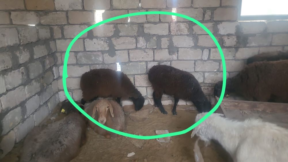 2 тоқты сатылады 120.000