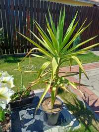 Yucca floare gradina