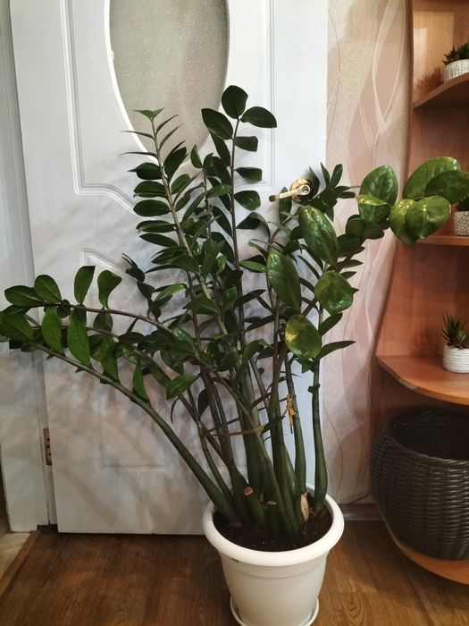 Замиакулькас растение