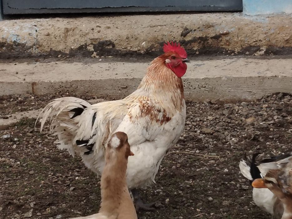 Vând 2 cocoși țărănești