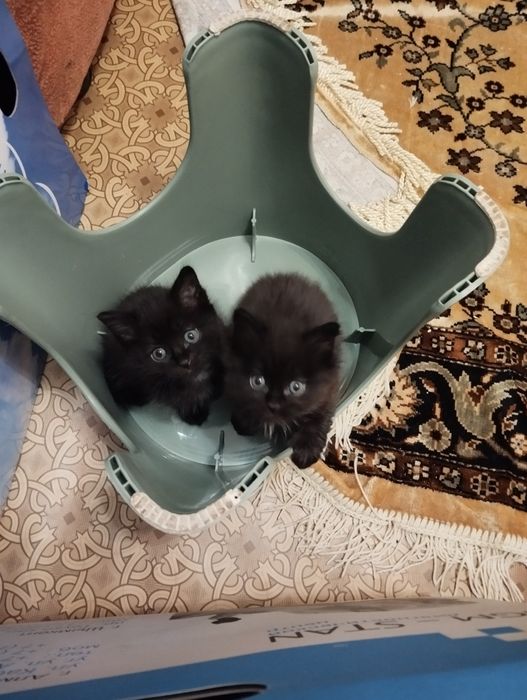 Отдам котят в добрые руки.