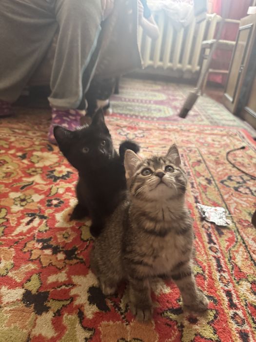 Котята 2-х месяцев.