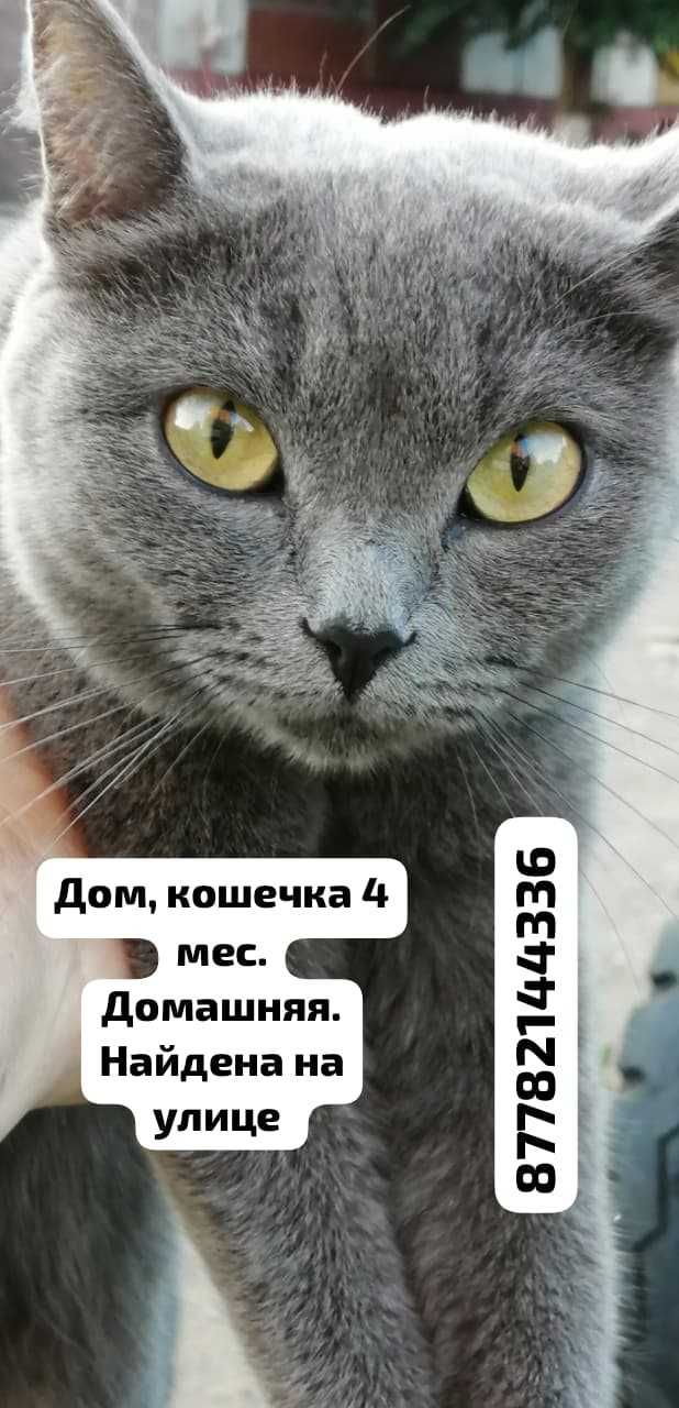 Кошечке, 4 мес., нужен дом