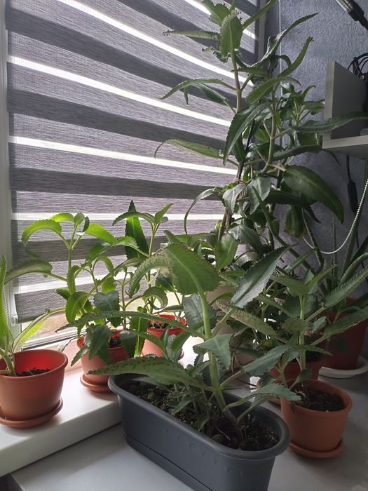 Лечебное каланхоэ и алоэ