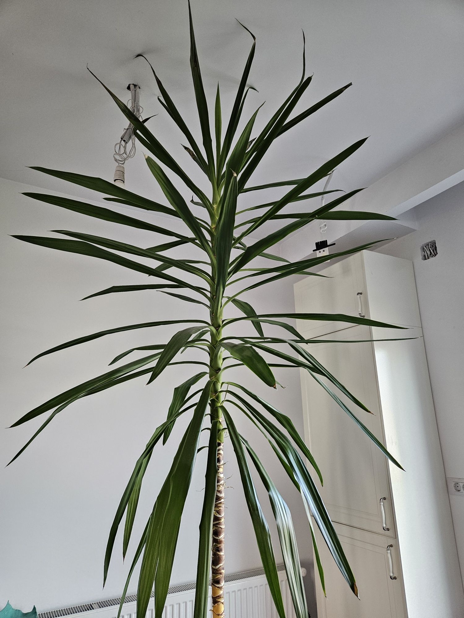 Planta YUCCA aprox 2.75