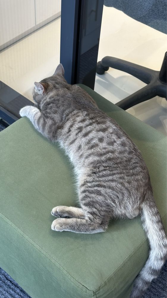 Котенок в добрые руки
