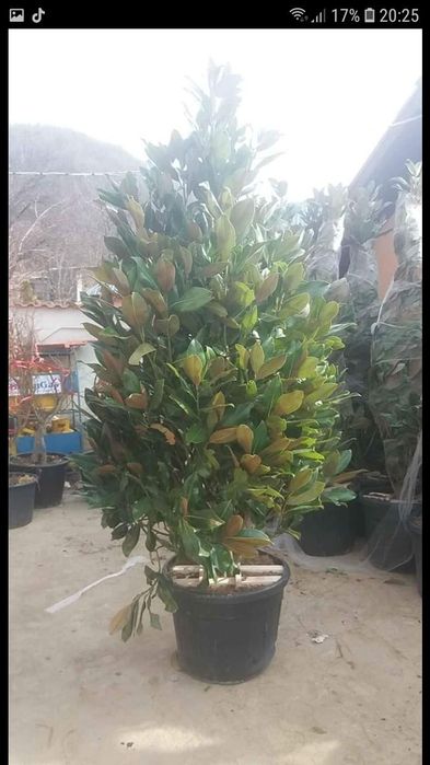 Tuia cu dimensiuni de la 1.20m pana la 3m