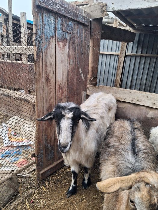 Ешкілер сатылады