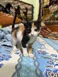 Pisica calico de adoptat