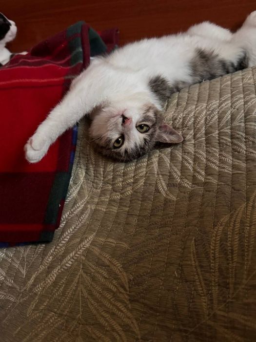 Котенок пятнистый бесплатно даром