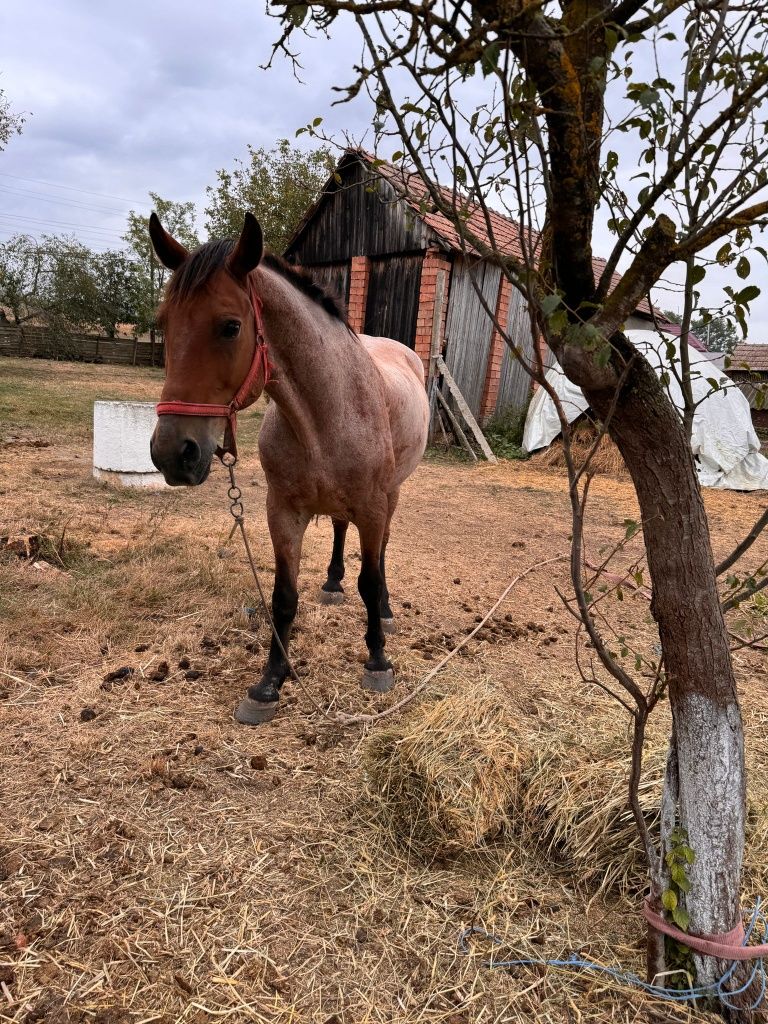 Vând cal blând ofer proba la fața locului