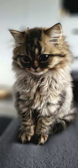 Pisica British longhair taby