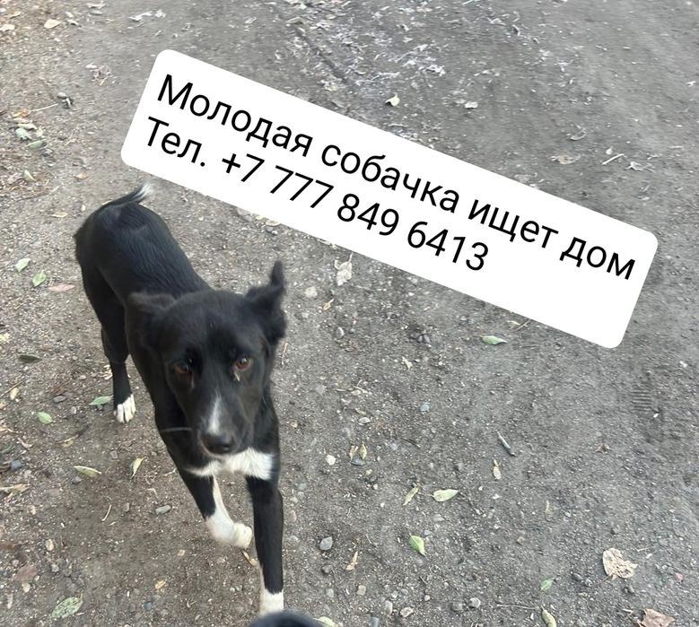 Молодая собачка ищет дом