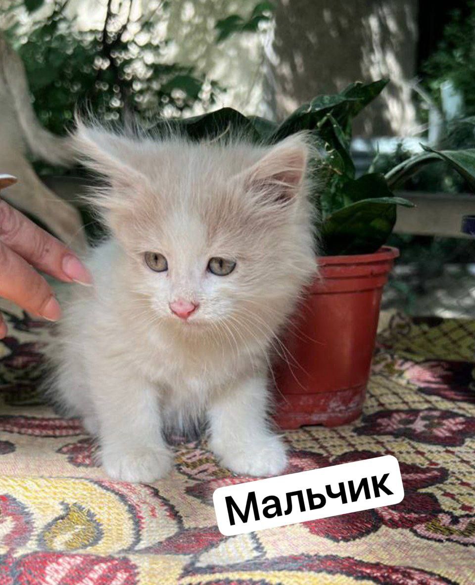 Самарканд.  Котята в заботливые руки