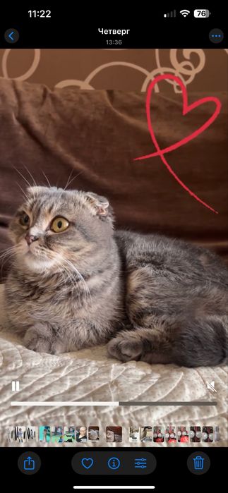 Кошка 6 месяцев (самка), шотландская вислоухая. Отдам в добрые ручки