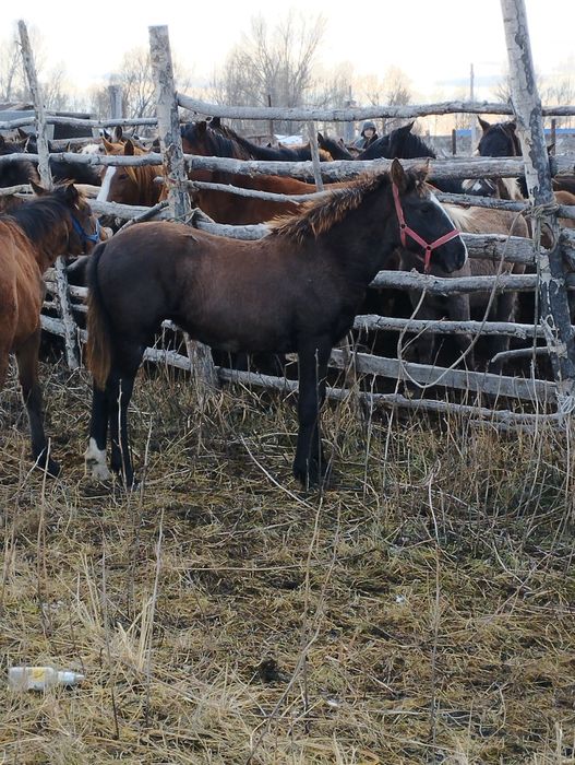 Жабағы сатылады ұрғашы