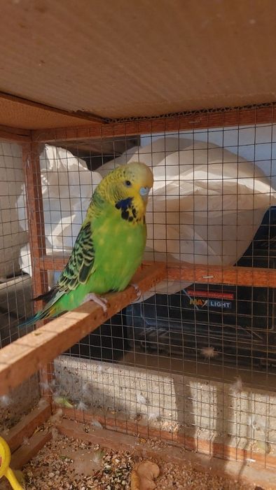 Волнистый попугай мальчик