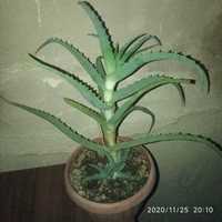 Pui de Aloe Vera plantă medicinală. Plăntuțe mici