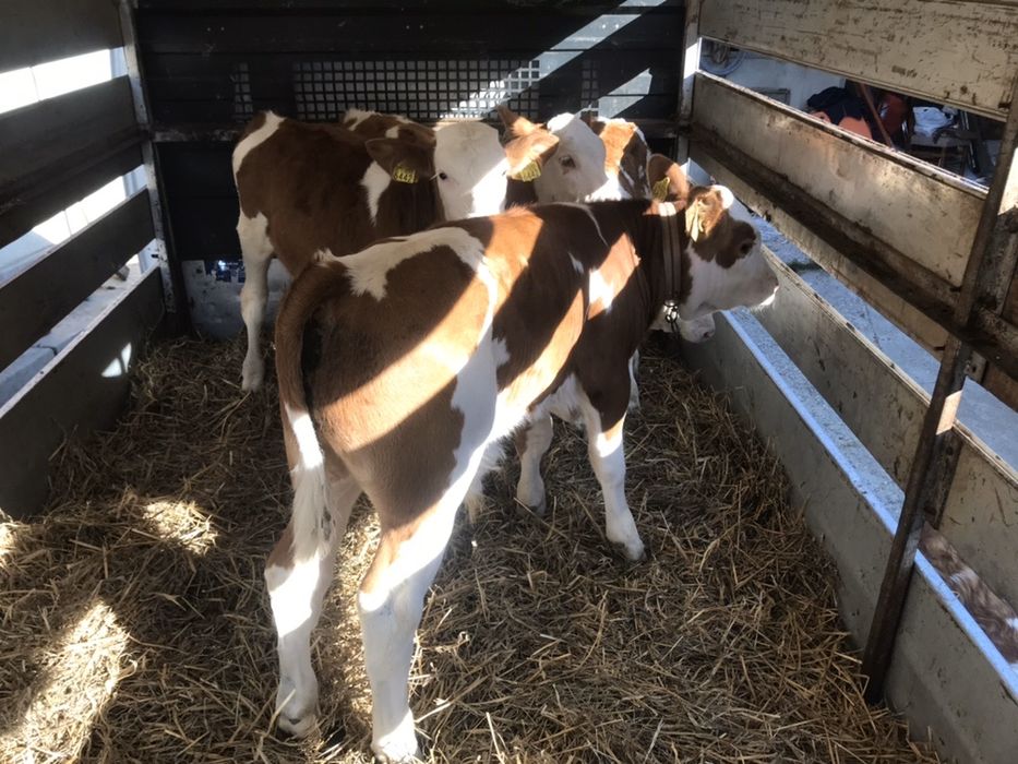 Transport animale vii