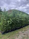 Leylandi tuia,forme.catalpa,smaralgd,diferite specii.transport pers