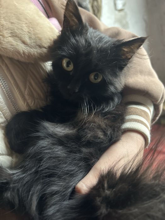 Отдам котенка в добрые руки