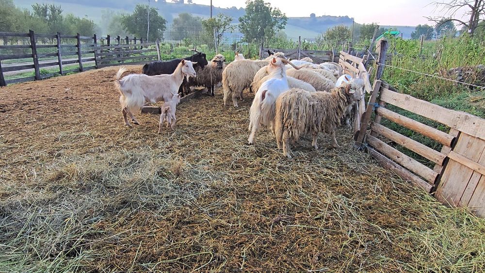 De vânzare capră  si oi se poate ṣi schimb de vițel