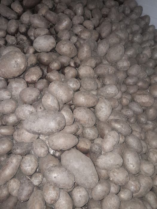Vind cartofi de consum și saminta